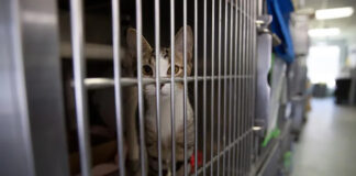 ‘Orwellian’ — Rand Paul Festivus Report Shows Feds Spent Millions Torturing Cats