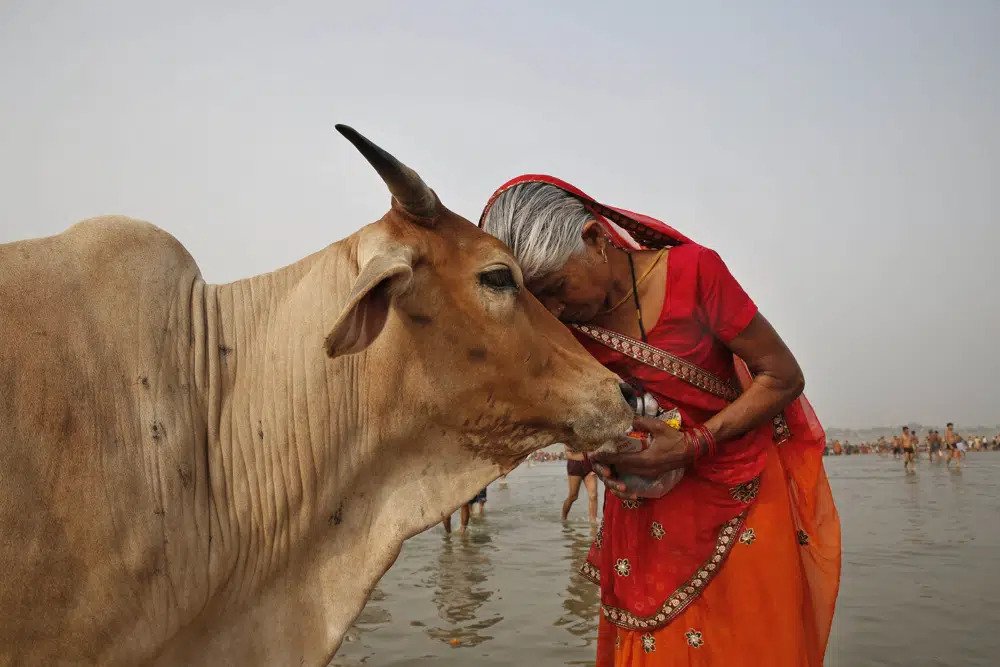 A woman worships a cow as Indian Hindus offer prayers to the River Ganges, holy to them during the Ganga Dussehra festival in Allahabad, India, June 8, 2014. India’s government-run animal welfare department has appealed to citizens to mark Valentine’s Day this year not as a celebration of romance but as "Cow Hug Day” to better promote Hindu values. The Animal Welfare Board of India said Wednesday that “hugging cows will bring emotional richness and increase individual and collective happiness.” (AP Photo/Rajesh Kumar Singh, File)